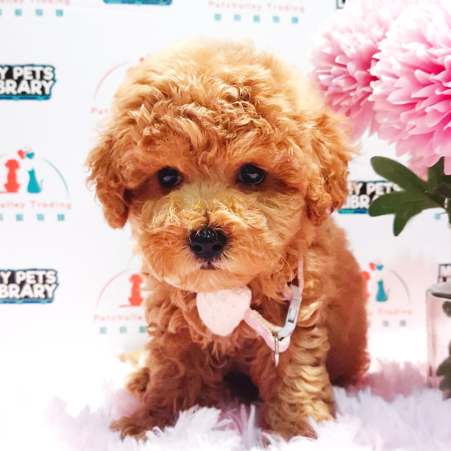 Toy Poodle Puppy (Male) For Sale
