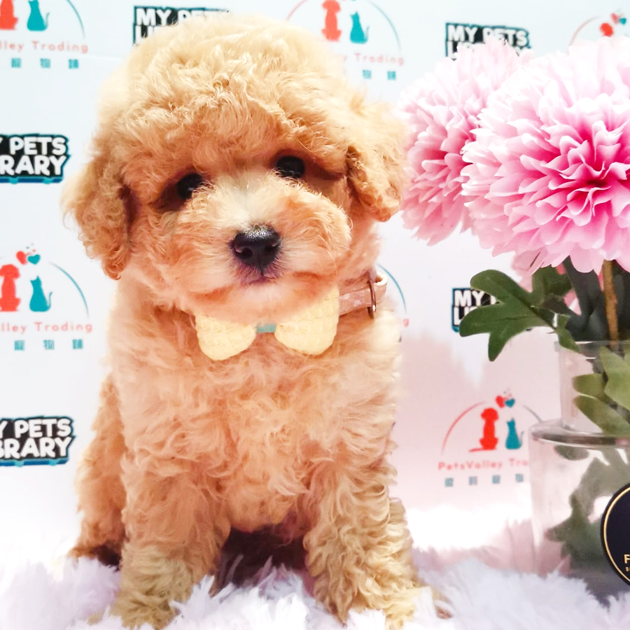 Toy Poodle Puppy (Male) For Sale