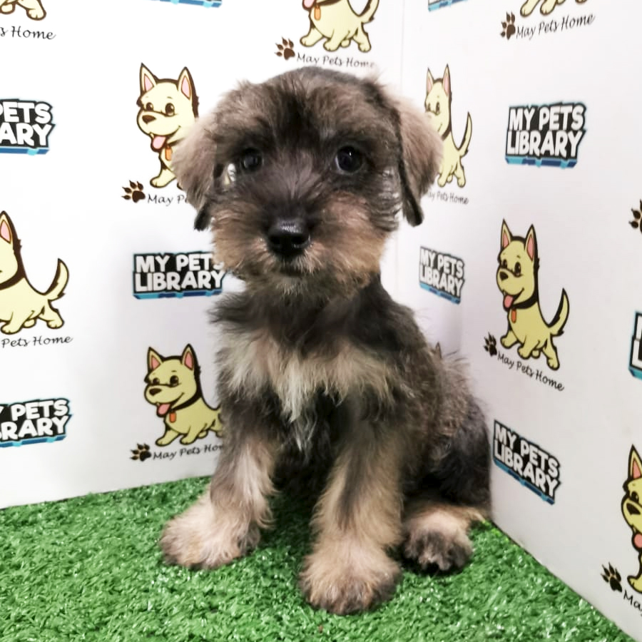 Schnauzer Puppy (Male) For Sale