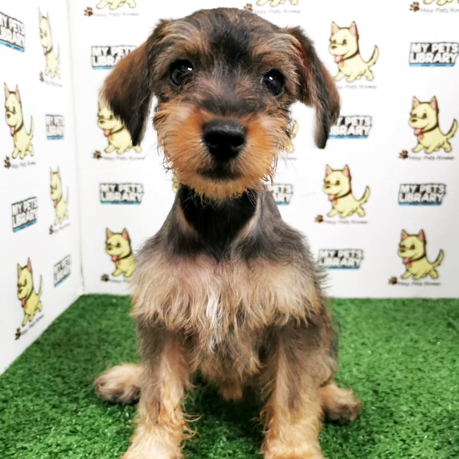Schnauzer Puppy (Female) For Sale