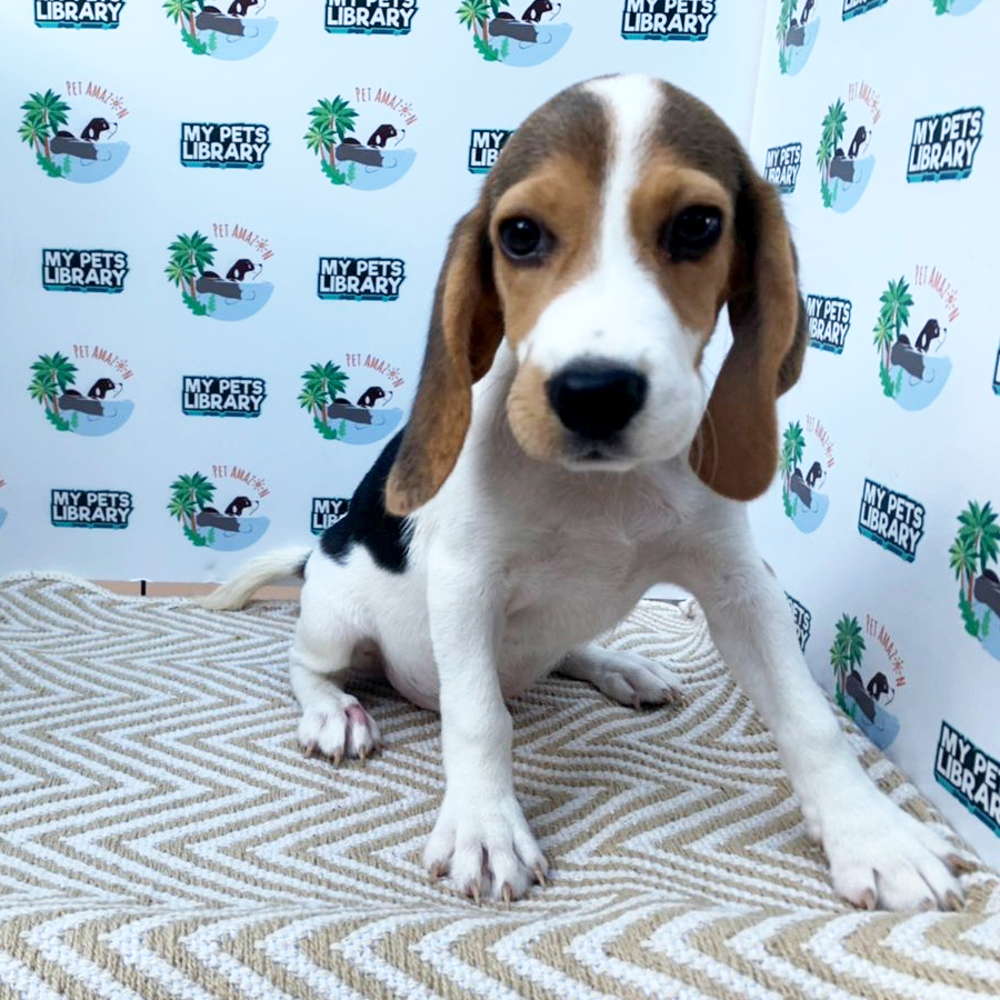Beagle Puppy (Female) For Sale