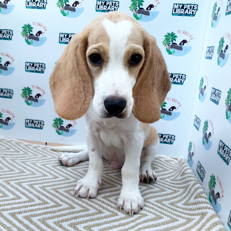 Beagle Puppy (Male) For Sale