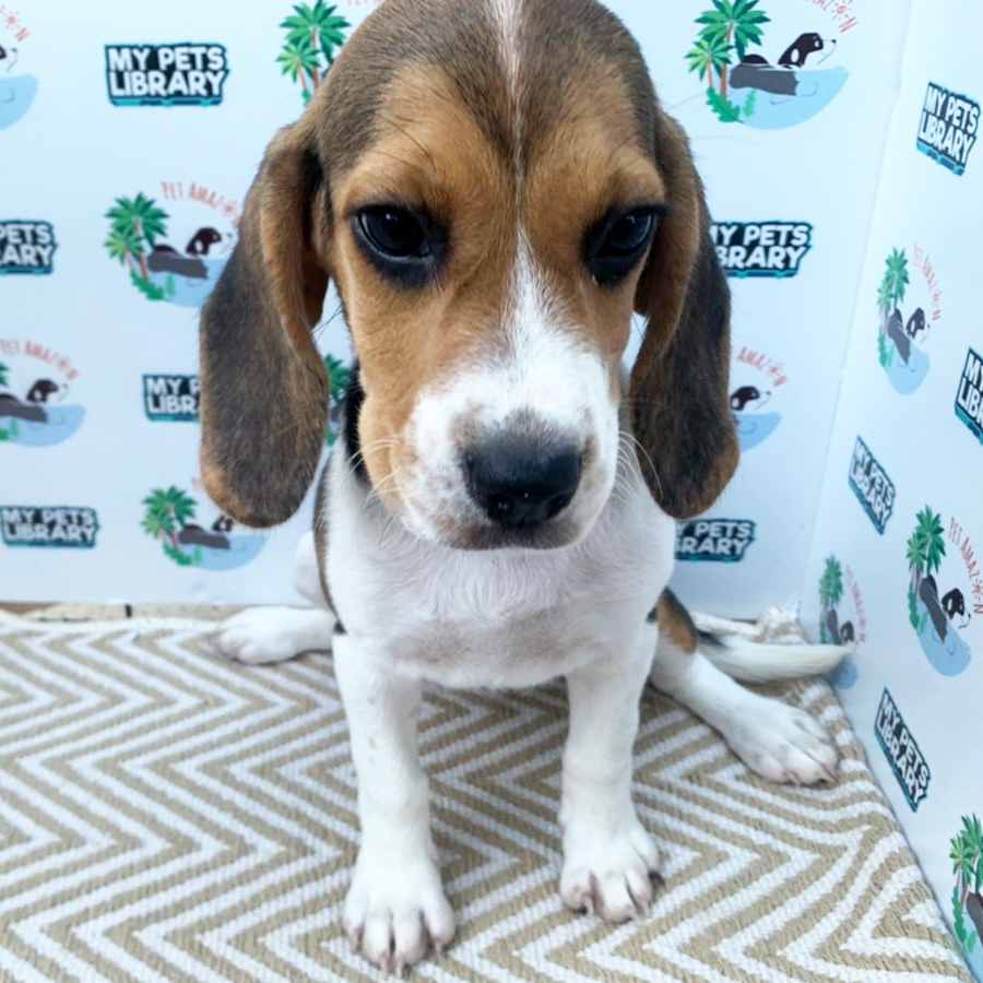 Beagle Puppy (Female) For Sale
