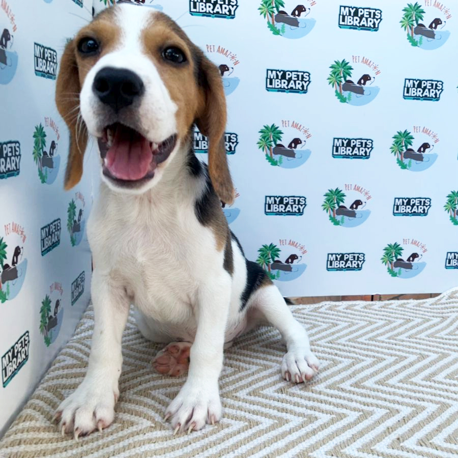Beagle Puppy (Female) For Sale
