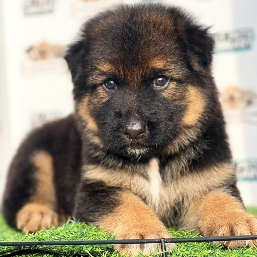 High Quality German Shepherd Puppy (Male) For Sale