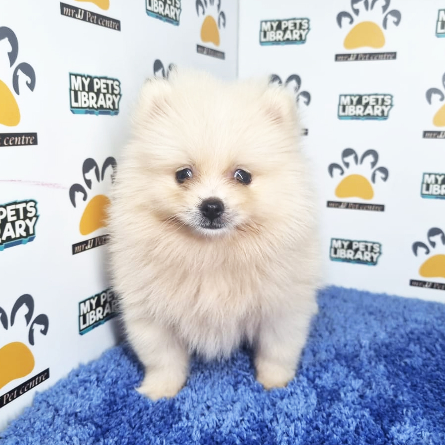 Pomeranian Puppy (Male) For Sale