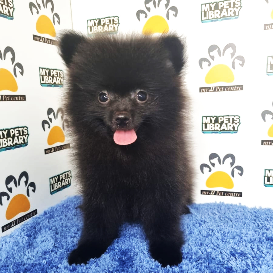 Pomeranian Puppy (Male) For Sale