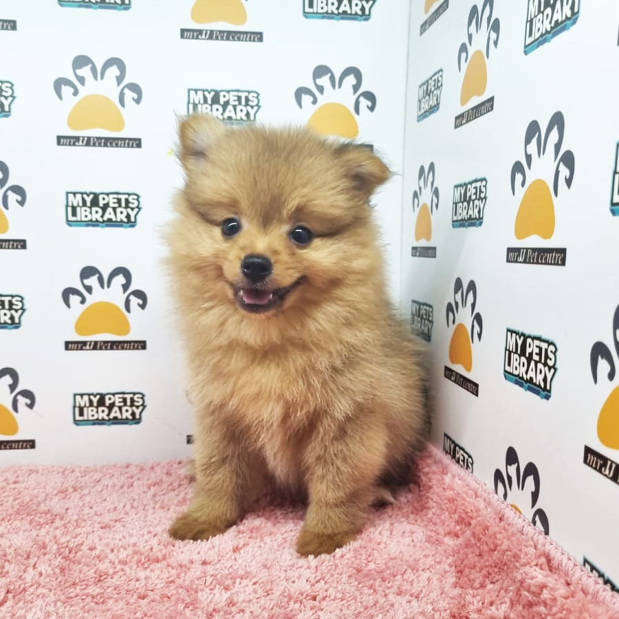Pomeranian Puppy (Female) For Sale