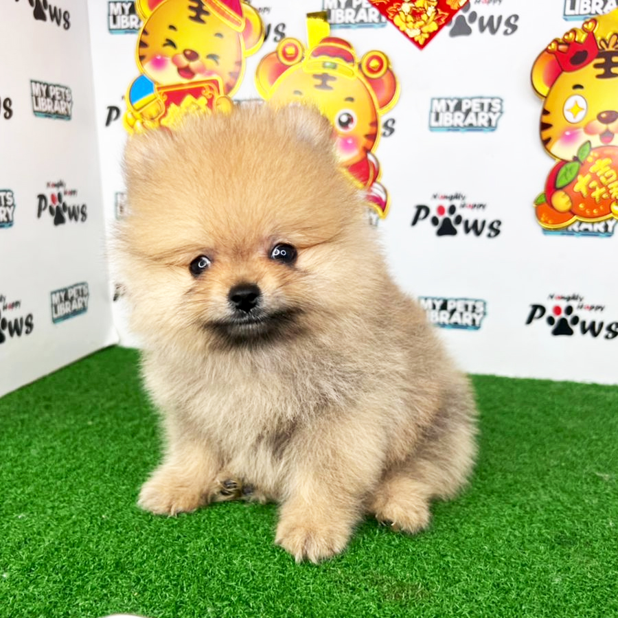Pomeranian Puppy (Male) For Sale