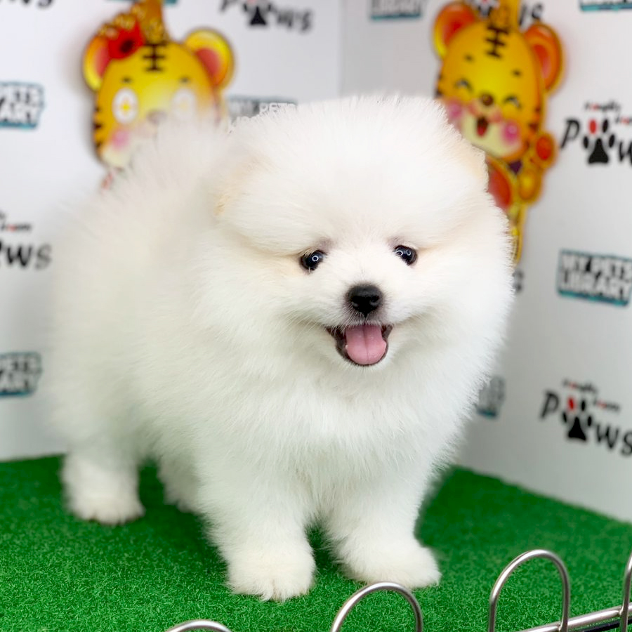 Pomeranian Puppy (Female) For Sale