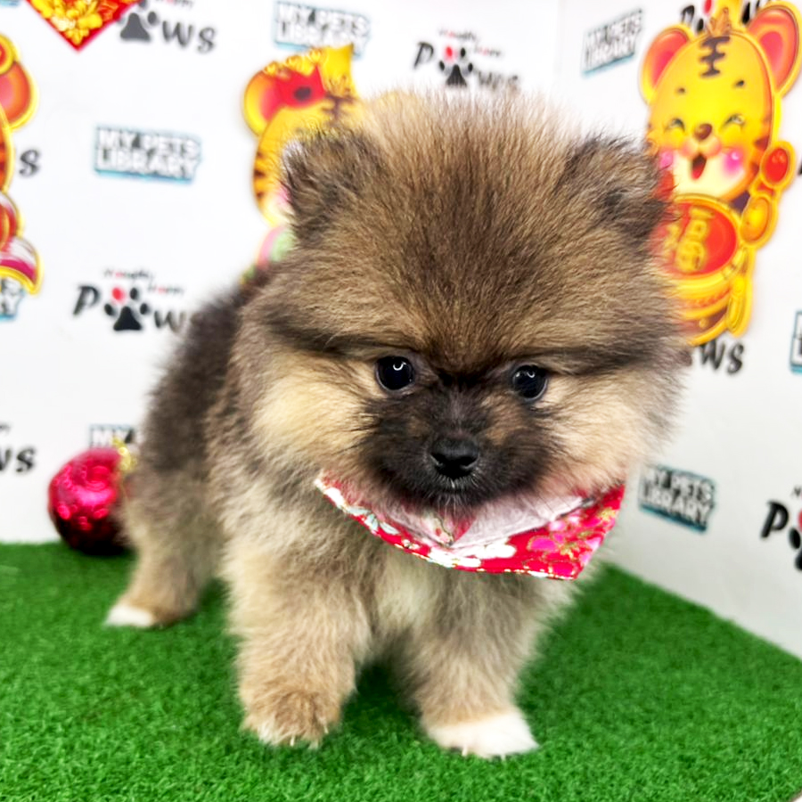 Pomeranian Puppy (Female) For Sale