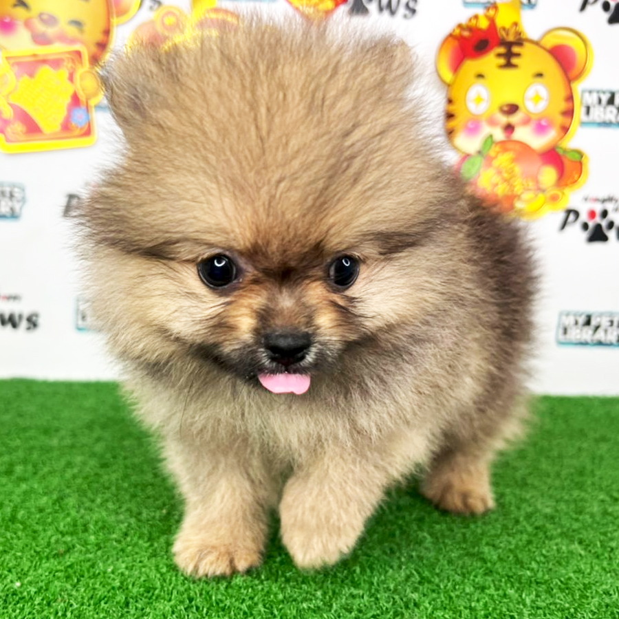 Pomeranian Puppy (Male) For Sale