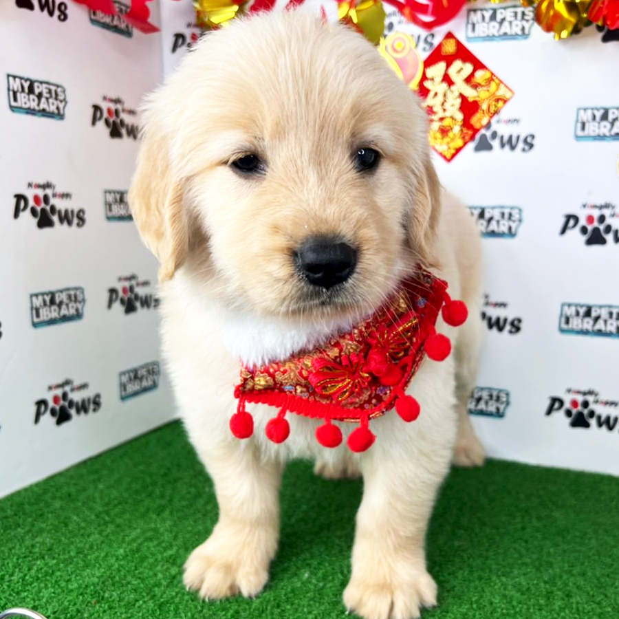 Golden Retriever  Puppy (Female) For Sale