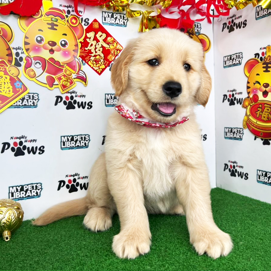 Golden Retriever  Puppy (Female) For Sale