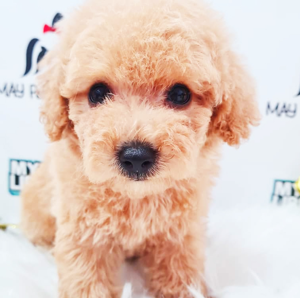 Toy Poodle Puppy (Female) For Sale