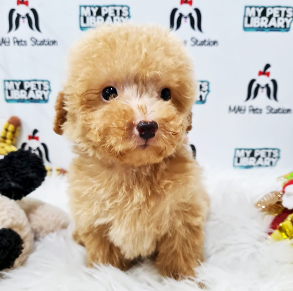 Toy Poodle Puppy (Male) For Sale