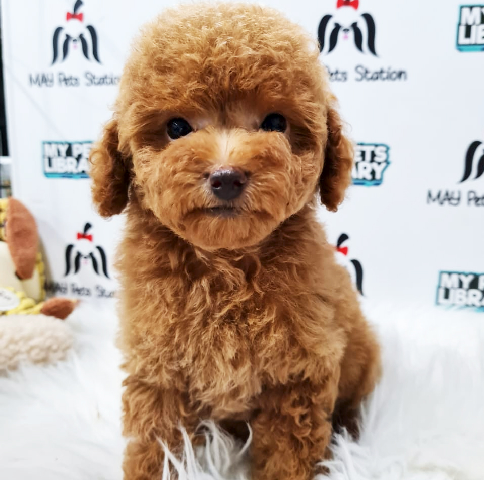 Toy Poodle Puppy (Female) For Sale