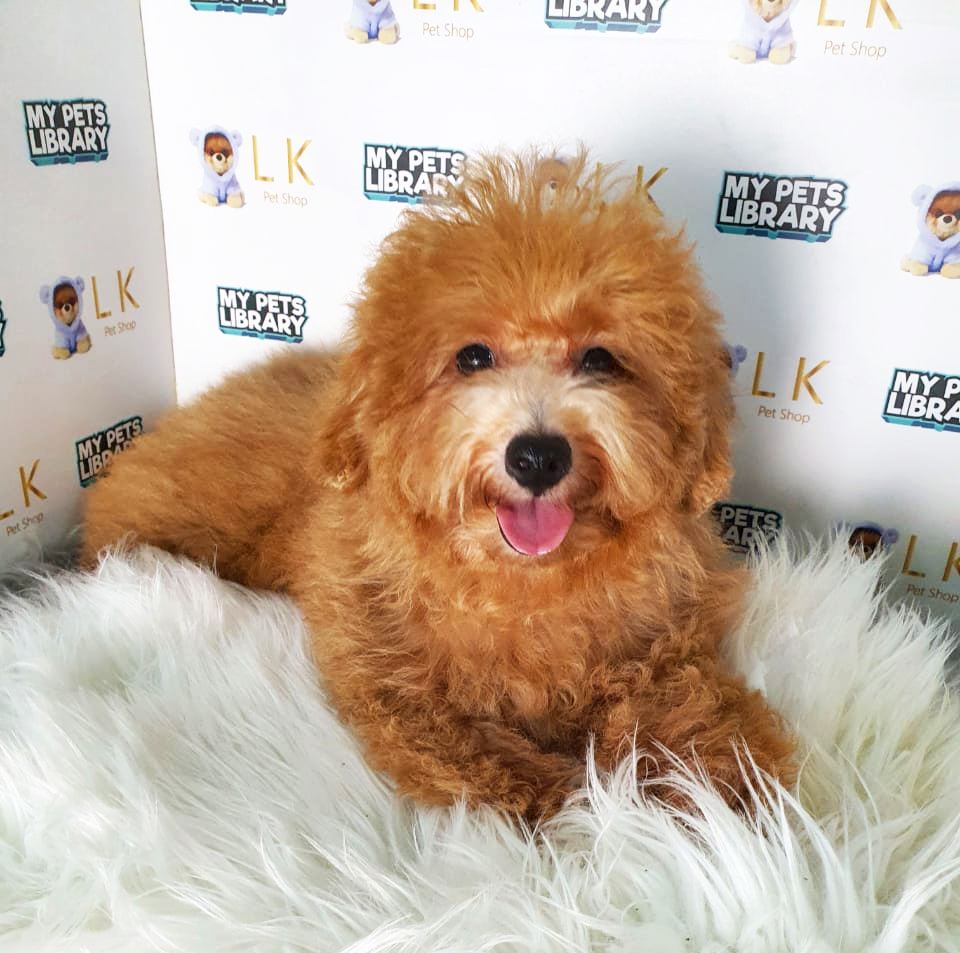 Toy Poodle Puppy (Female) For Sale