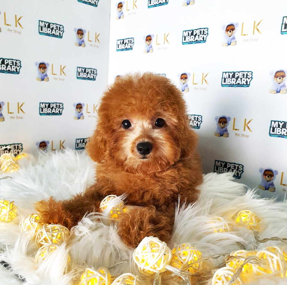 Toy Poodle Puppy (Female) For Sale