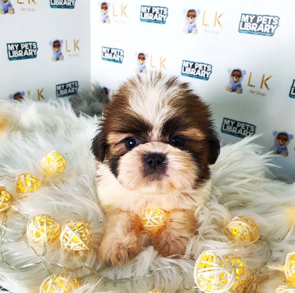 Shih Tzu Puppy (Female) For Sale