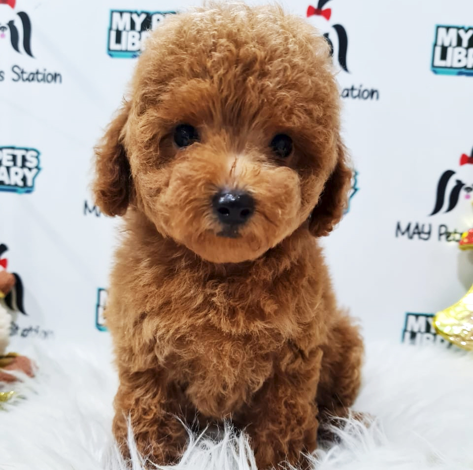 Toy Poodle Puppy (Female) For Sale