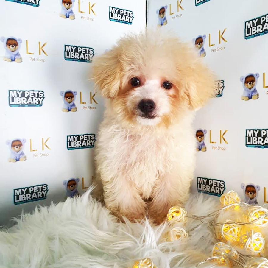 Toy Poodle Puppy (Male) For Sale