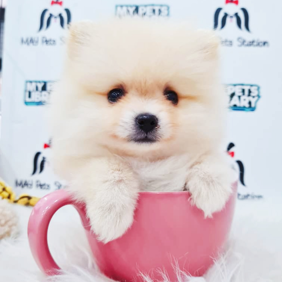 Pomeranian Puppy (Female) For Sale
