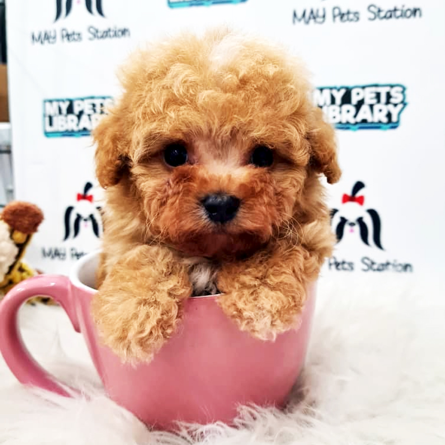 Tiny Poodle Puppy (Male) For Sale