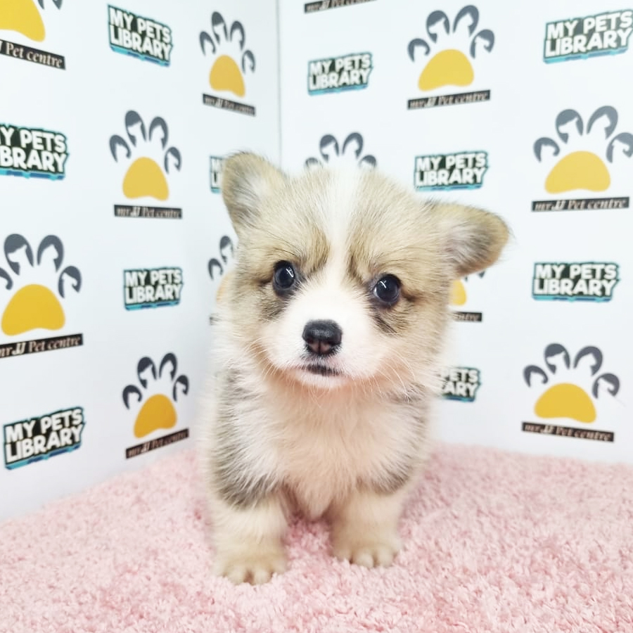 Welsh Corgi Puppy (Female) For Sale