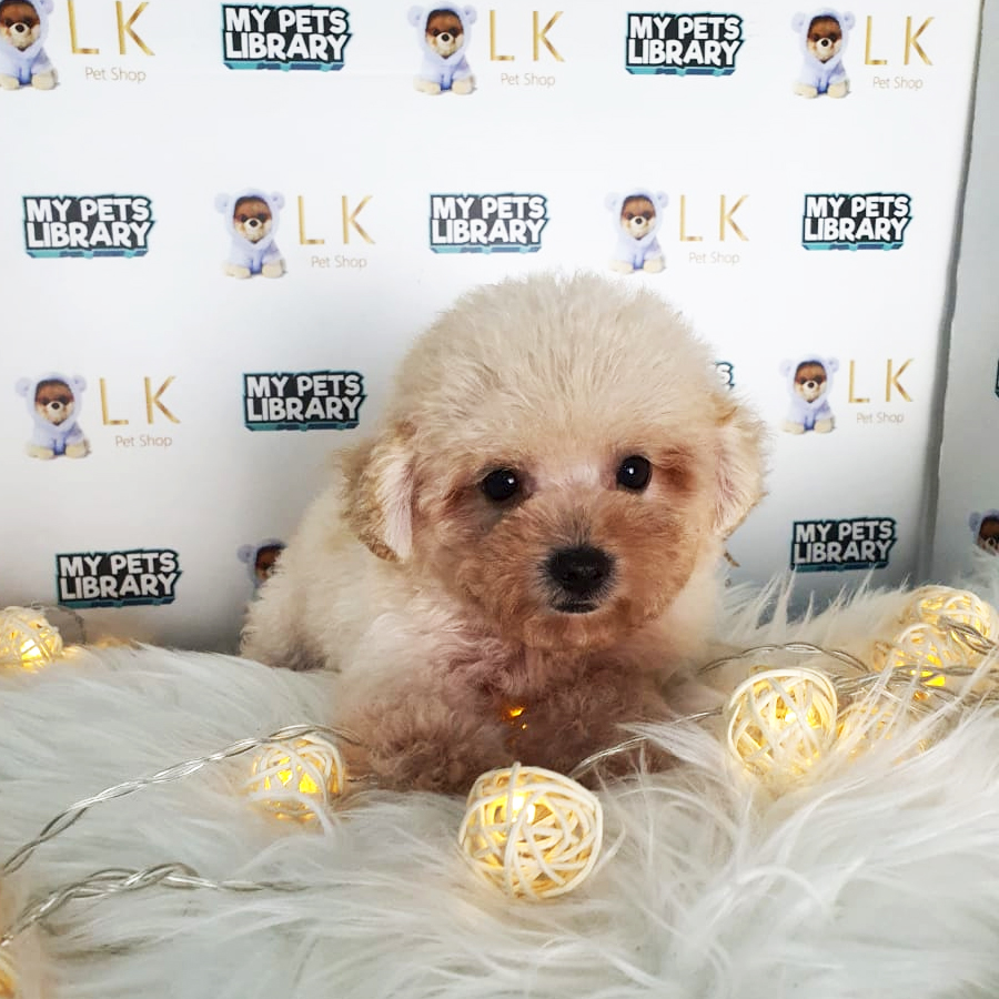Toy Poodle Puppy (Male) For Sale