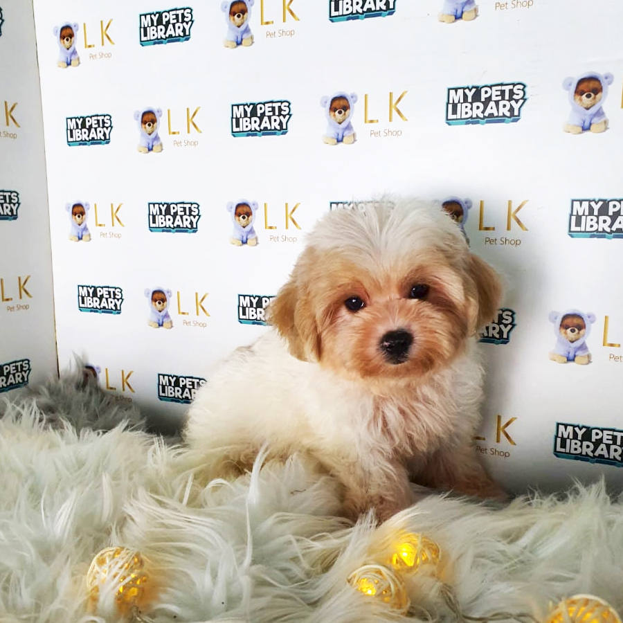 Toy Poodle Puppy (Male) For Sale