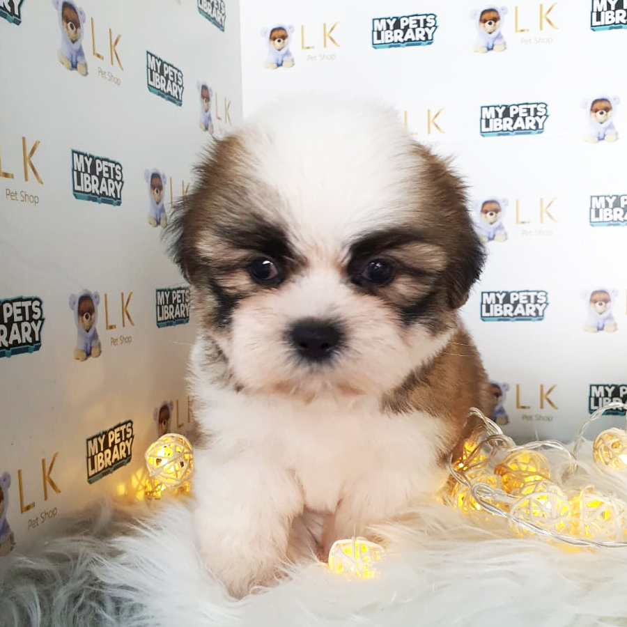 Shih Tzu Puppy (Male) For Sale