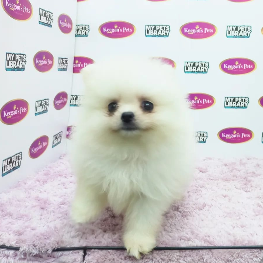 MKA Pomeranian Puppy (Female) For Sale