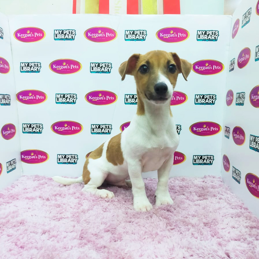 MKA Jack Russell Terrier Puppy (Male) For Sale