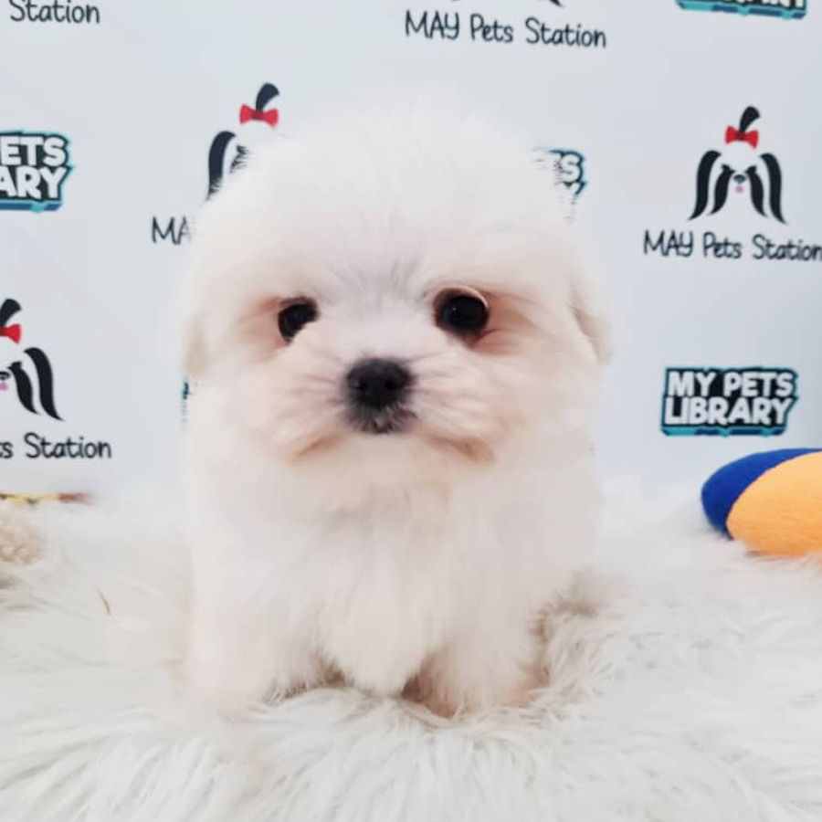 Tiny Maltese Puppy (Male) For Sale