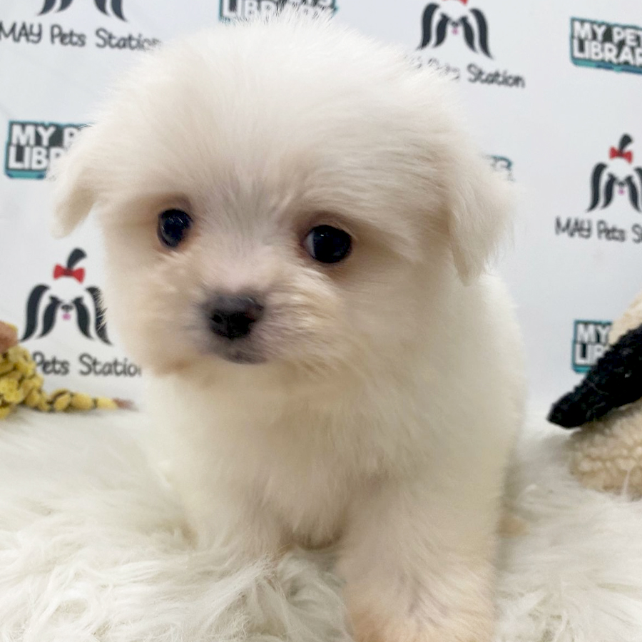 Tiny Maltese Puppy (Female) For Sale