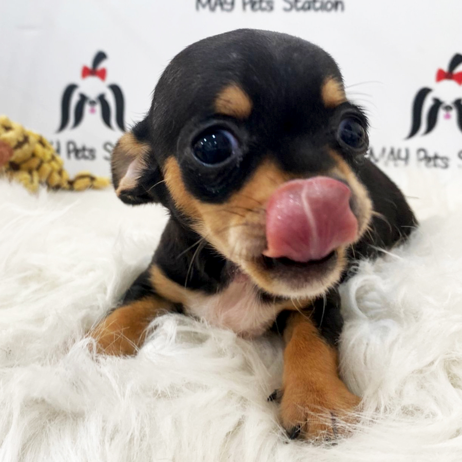 Short Coat Chihuahua Puppy (Male) For Sale