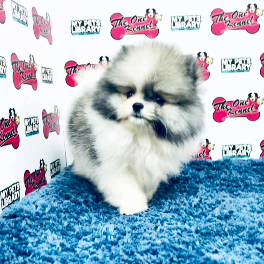 MKA Pomeranian Puppy (Female) For Sale