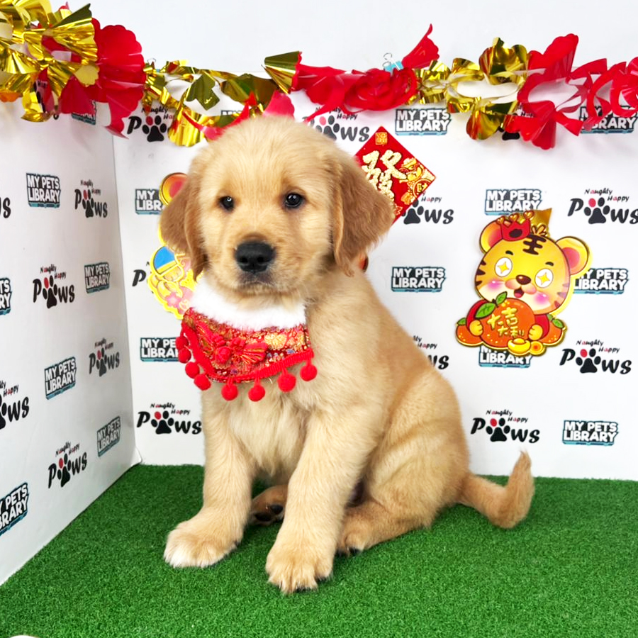 Golden Retriever  Puppy (Male) For Sale