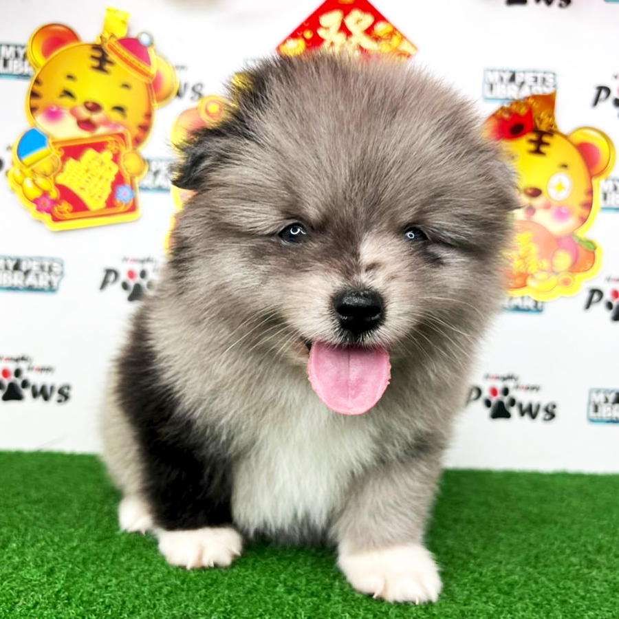 Pomeranian Puppy (Male) For Sale