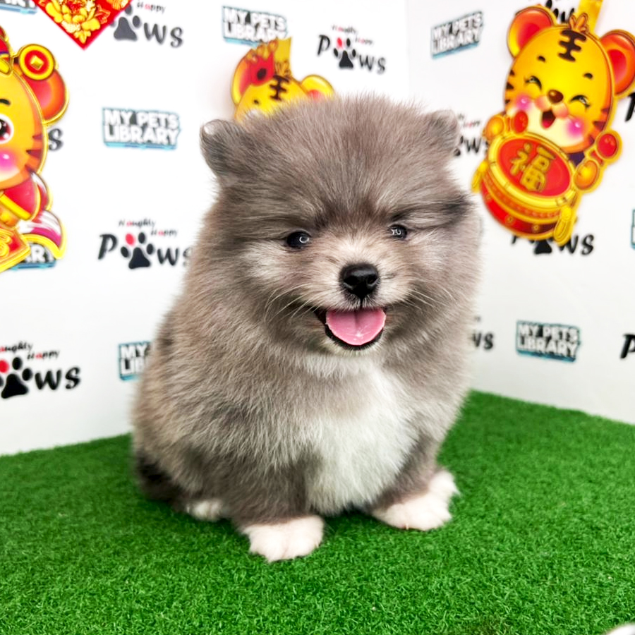 Pomeranian Puppy (Male) For Sale