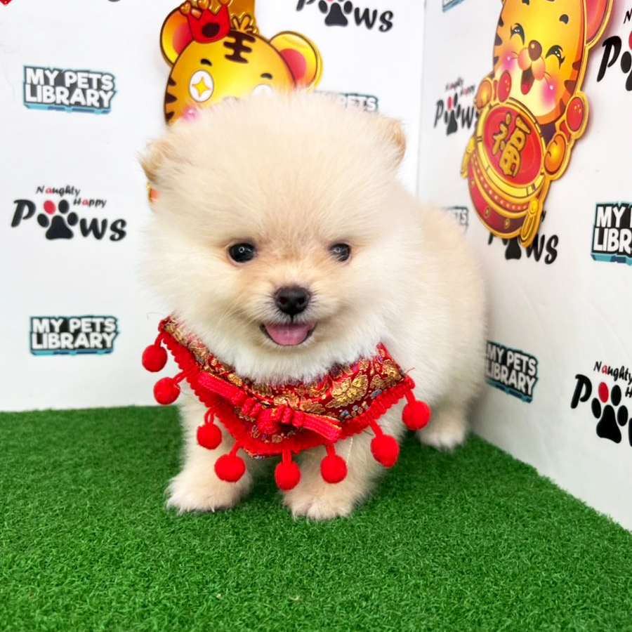 Pomeranian Puppy (Male) For Sale