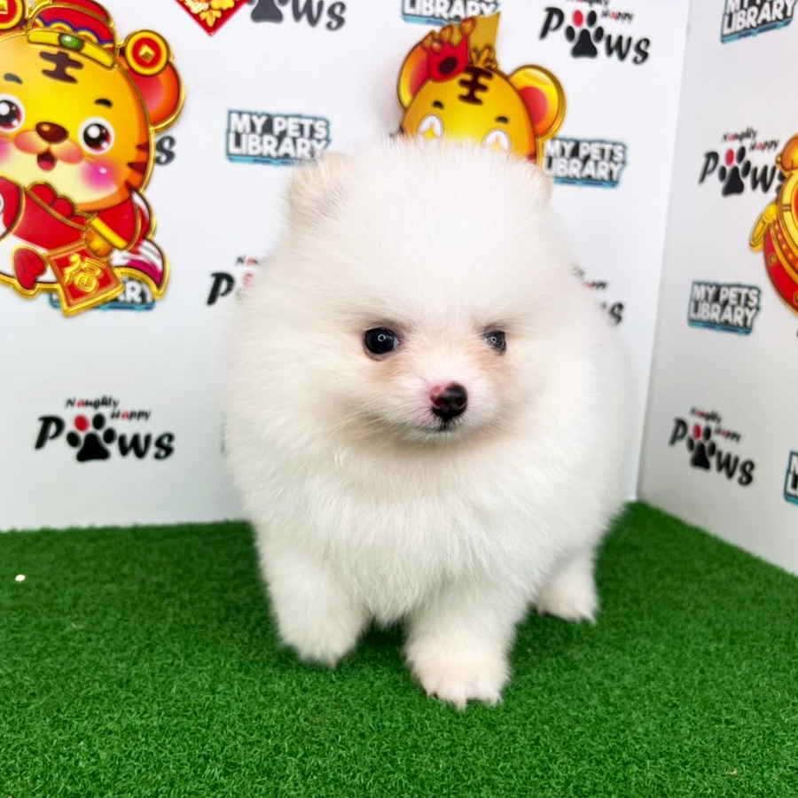 Pomeranian Puppy (Male) For Sale