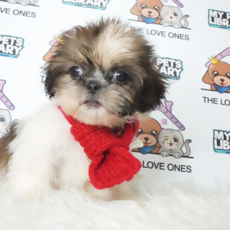 Shih Tzu Puppy (Female) For Sale
