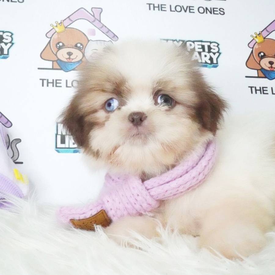 Shih Tzu Puppy (Female) For Sale