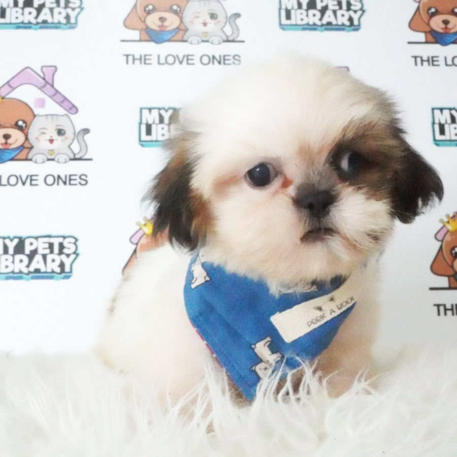 Shih Tzu Puppy (Male) For Sale