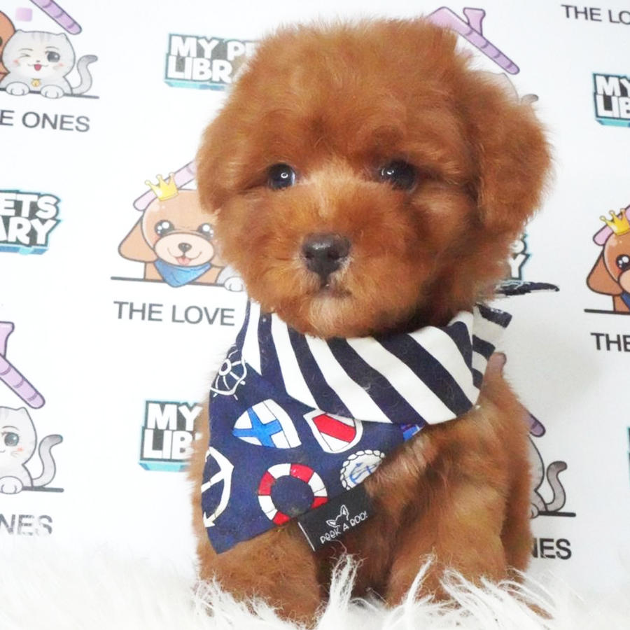 Toy Poodle Puppy (Male) For Sale