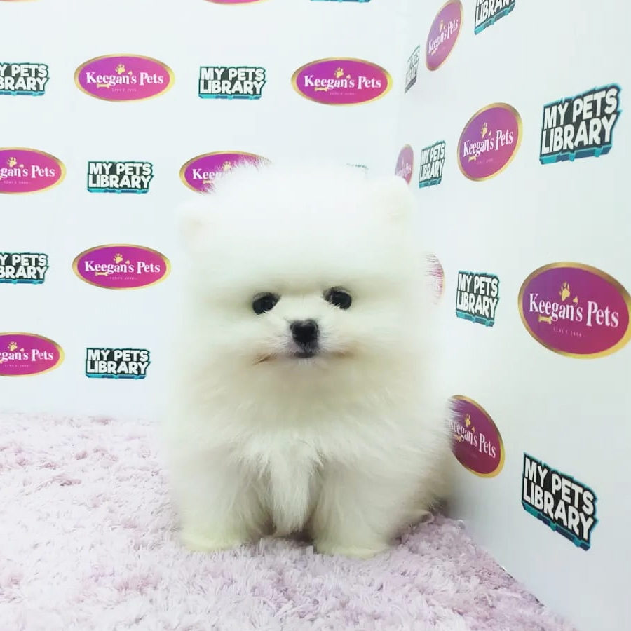 MKA Pomeranian Puppy (Male) For Sale
