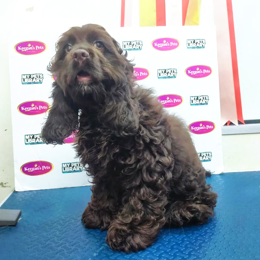 MKA American Cocker Spaniel Puppy (Male) For Sale