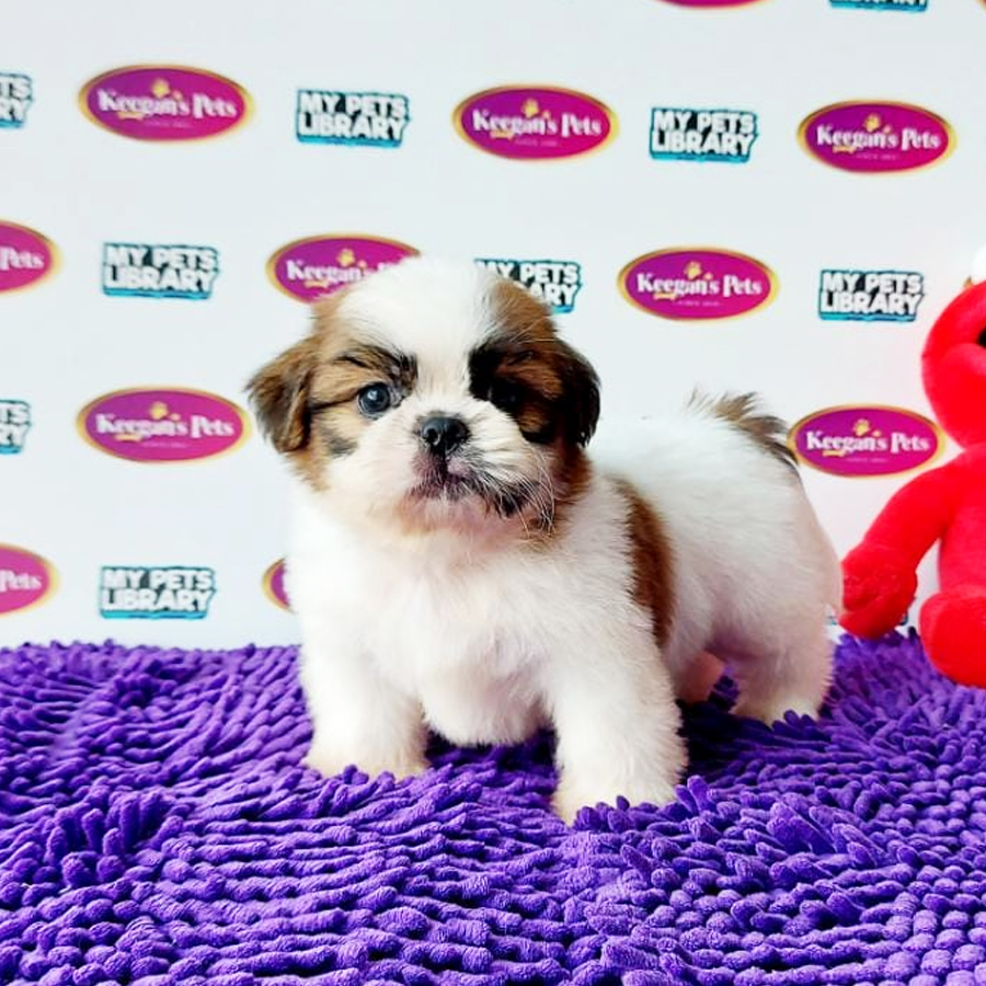 Shih Tzu Puppy (Male) For Sale